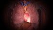 Human heart in action.