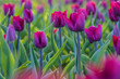 Tulpenfeld in lila