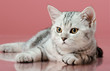 kitten