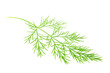 Green Southernwood (Artemisia Abrotanum) Branch