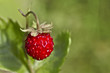 Wild strawberry, Fragaria vesca