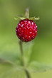 Wild strawberry, Fragaria vesca