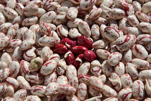 Photo: Fagioli Fagioli
