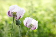 Poppy field with green poppies and pink flowers