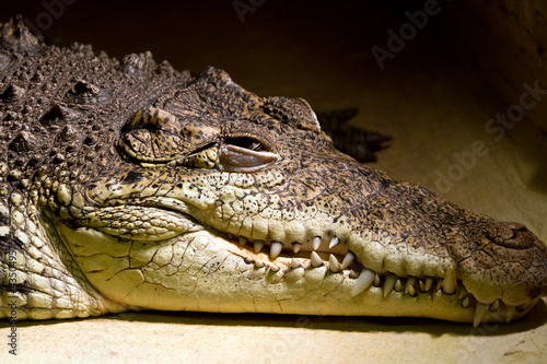 Photo: American alligator portrait in the zoo American alligator portrait in the zoo