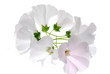 white lavatera flowers