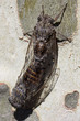 cicadas 2 - south of France - valerie barry