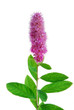 liatris flower