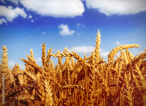 Photo: Wheat field against a blue sky Wheat field against a blue sky