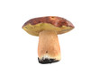 cepe on a white background