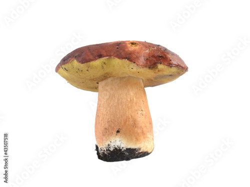 Photo: cepe on a white background cepe on a white background