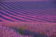 Lavendelfeld - lavender field 04