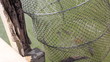 Fish in Fishing cage