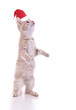 Katzenbaby mit Nikolausmütze