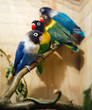 Parakeet collection