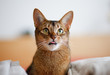 King of Cats