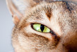 King of Cats