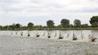 Water turbines on Shrimp ponds
