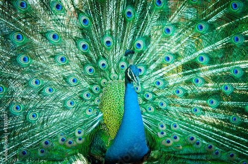 Photo: Portrait of peacock with feathers out Portrait of peacock with feathers out