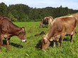 Mittendrin
