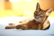 King of Cats