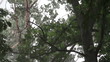In a thunderstorm under a tree