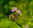 Photo: Thistle Thistle