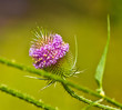 Photo: Thistle Thistle