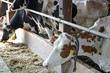 Dairy Cows in a Barn