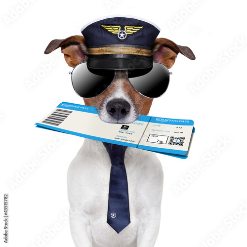 Foto: boarding pass dog boarding pass dog