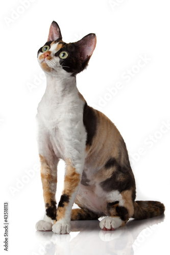 Photo: Devon Rex. Portrait on a white background Devon Rex. Portrait on a white background