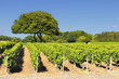 Photo: Vineyard in Beaujolais Vineyard in Beaujolais