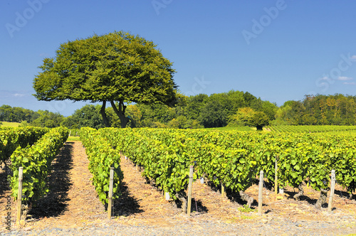 Photo: Vineyard in Beaujolais Vineyard in Beaujolais