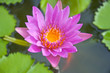 Foto: Violet lotus Violet lotus