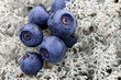 Photo: Close up of Bilberries on Cladonia Lichen Close up of Bilberries on Cladonia Lichen