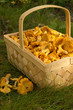 Chanterelles in a basket