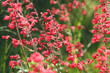 Heuchera flowers