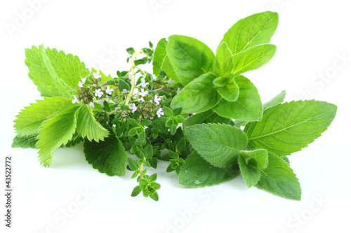 Photo: Green herbs Green herbs