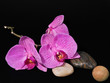 Photo: Orchidee Königing der Blumen Orchidee Königing der Blumen