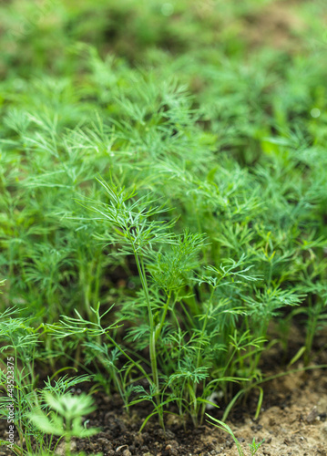 Foto: Dill in the garden Dill in the garden