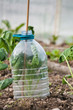 Plastic bottle cloche