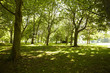 View of a park on a sunny summers day