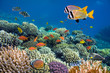 Underwater shoot of vivid coral reef with a fishes