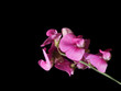 Photo: Wicken - Vicia Wicken - Vicia