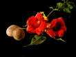Photo: Trompetenblume - Campsis radicans Trompetenblume - Campsis radicans