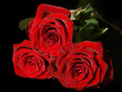 Rosen rot Baccara