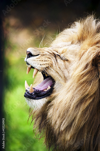 Photo: Roaring lion Roaring lion