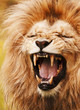 Photo: Roaring lion Roaring lion