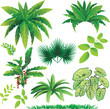 plants