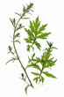 Beifuss Artemisia vulgaris